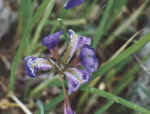 iris1.jpg (24703 octets)